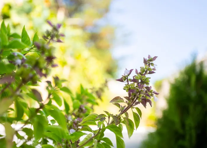 Maria's Comfort 300 Metre From The Sea