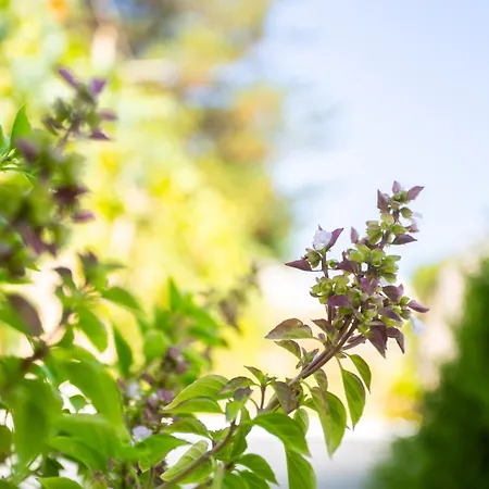 Maria's Comfort 300 Metre From The Sea